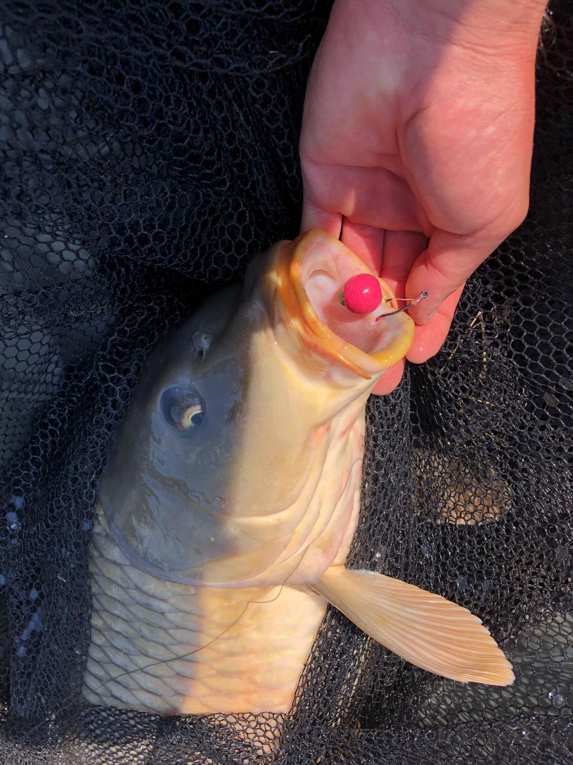 Pescuit pe frumoasa balta Candeasca Baz1 - 309096861791721180889678866154545o1.jpg